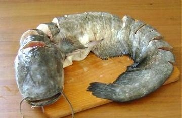 Рецепт приготовления вкусного шашлыка из сома